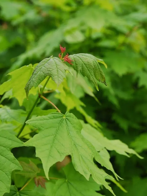 acer saccharum, sugar maple tree