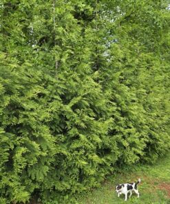 Thuja plicata, Green Giant Arborvitae