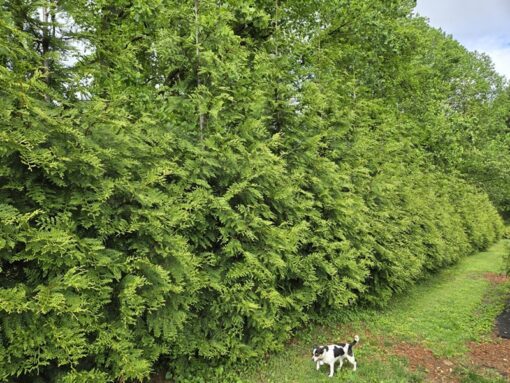 Thuja plicata, Green Giant Arborvitae