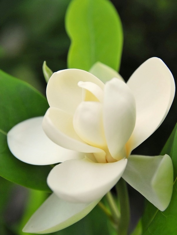Magnolia virginiana, Sweetbay