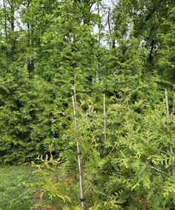 Thuja plicata, Green Giant Arborvitae