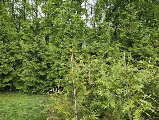 Thuja plicata, Green Giant Arborvitae