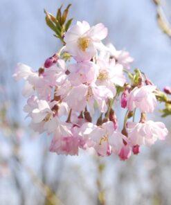 Prunus subhirtella, 'Autumnalis'