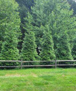 Thuja plicata, green giant arborvitae
