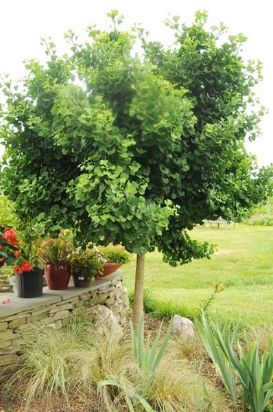 Ginkgo biloba 'Mariken', 'Dwarf Ginkgo'