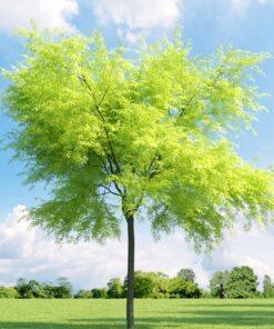 Gleditsia triacanthos, inermis 'Honeylocust Tree'