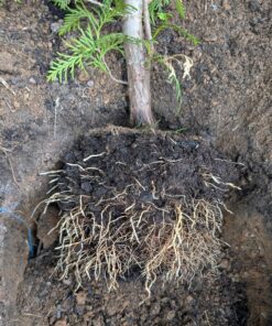 Thuja plicata_Green Giant Roots