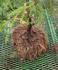 Thuja plicata, Green Giant Arborvitae