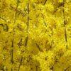 Forsythia suspensa, 'Weeping Forsythia'