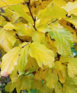 Parrotia persica, 'Ironwood'