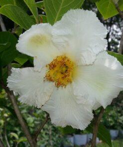Stewartia pseudocamellia