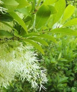 Chionanthus virginicus, 'White Fringe Tree'