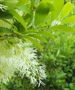 Chionanthus virginicus