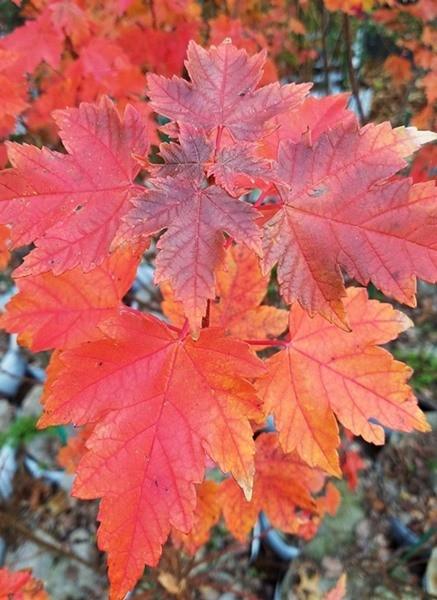 Acer rubrum, 'October Glory Maple'