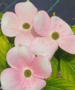 Cornus, Stellar Pink Dogwood