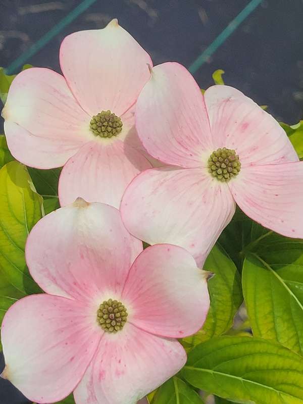 Cornus, Stellar Pink Dogwood