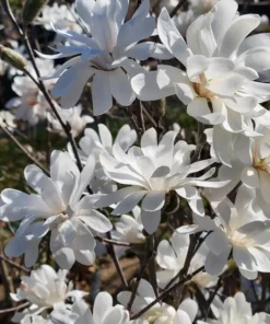 Royal Star Magnolia, Magnolia stellata