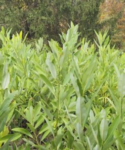 Magnolia virginiana, Australis