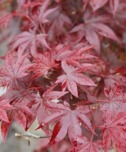 Alternative view of Acer palmatum atropurpureum, Japanese Red Maple